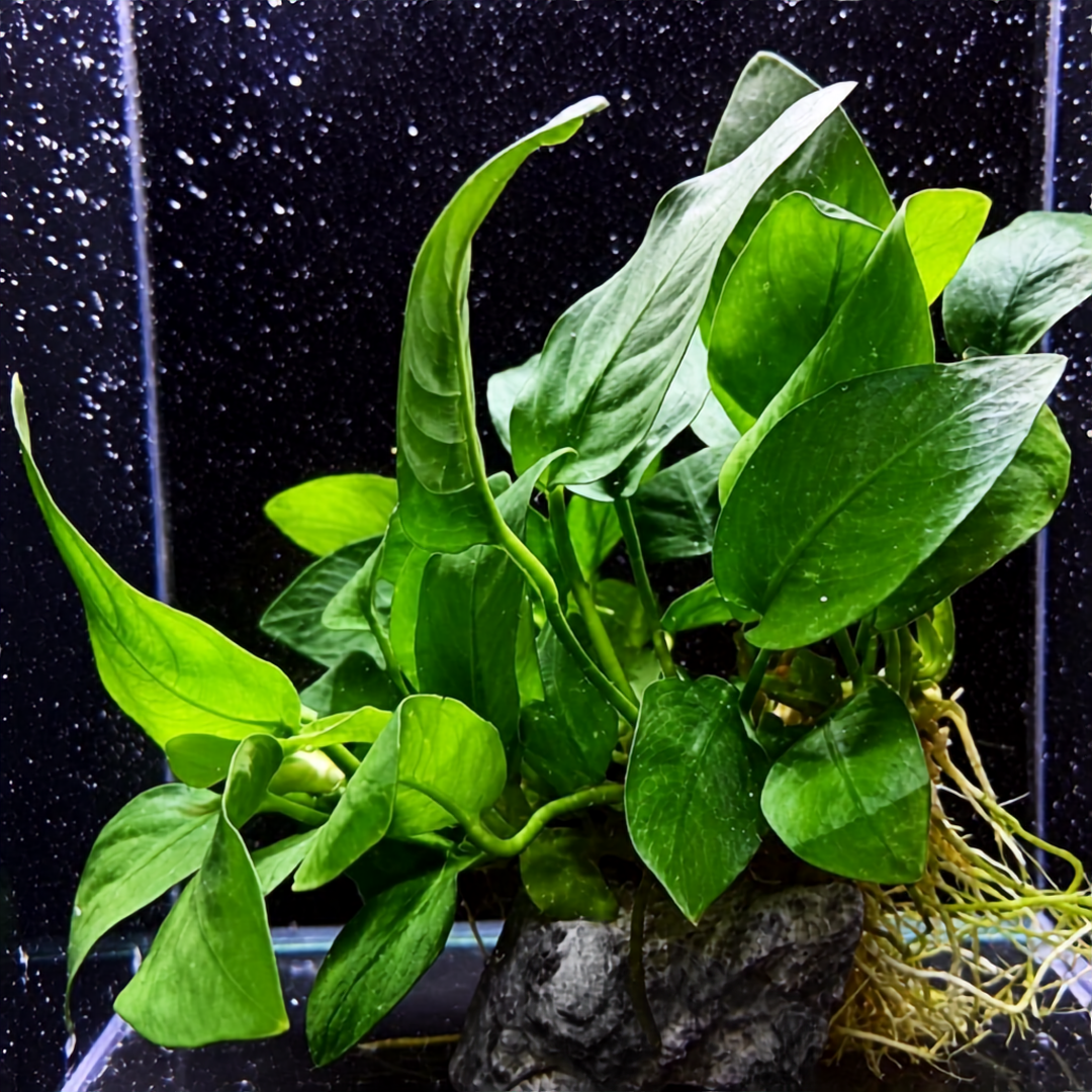 Anubias Jumbo aquarium plant