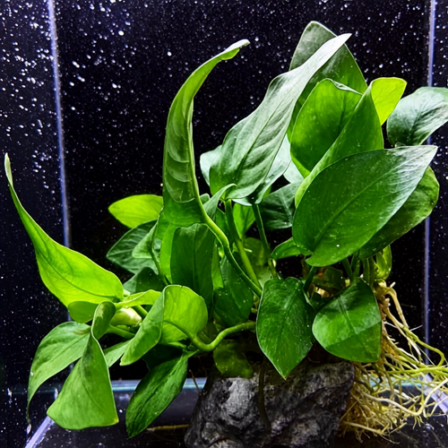 Anubias Jumbo aquarium plant