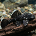 Peppermint L030 Pleco