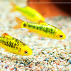 Goldern Barb