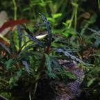 Buchephalandra Catherine Giant