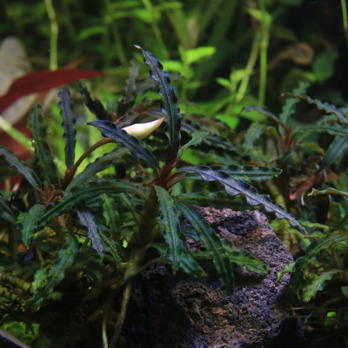Buchephalandra Catherine Giant