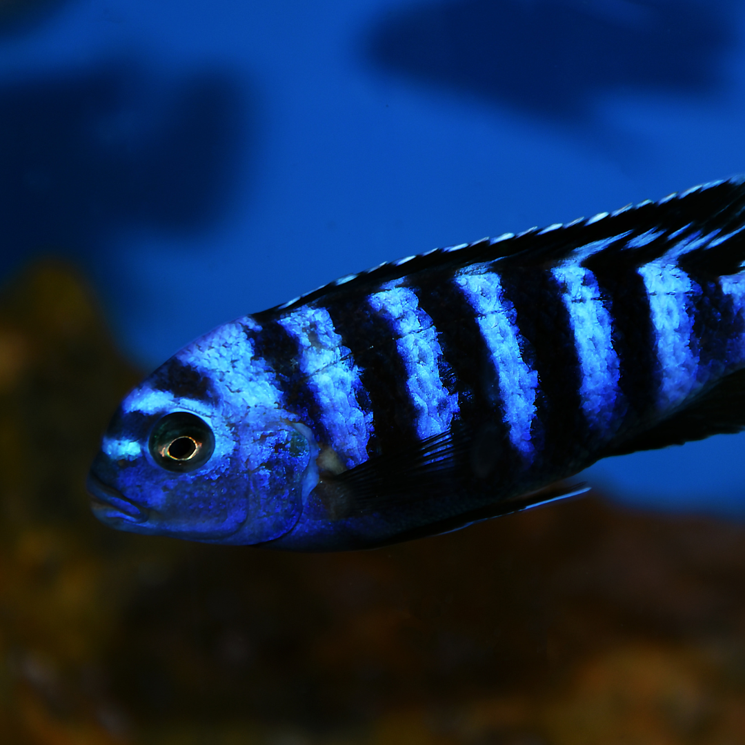 Demasoni Cichlid - alternate view 2