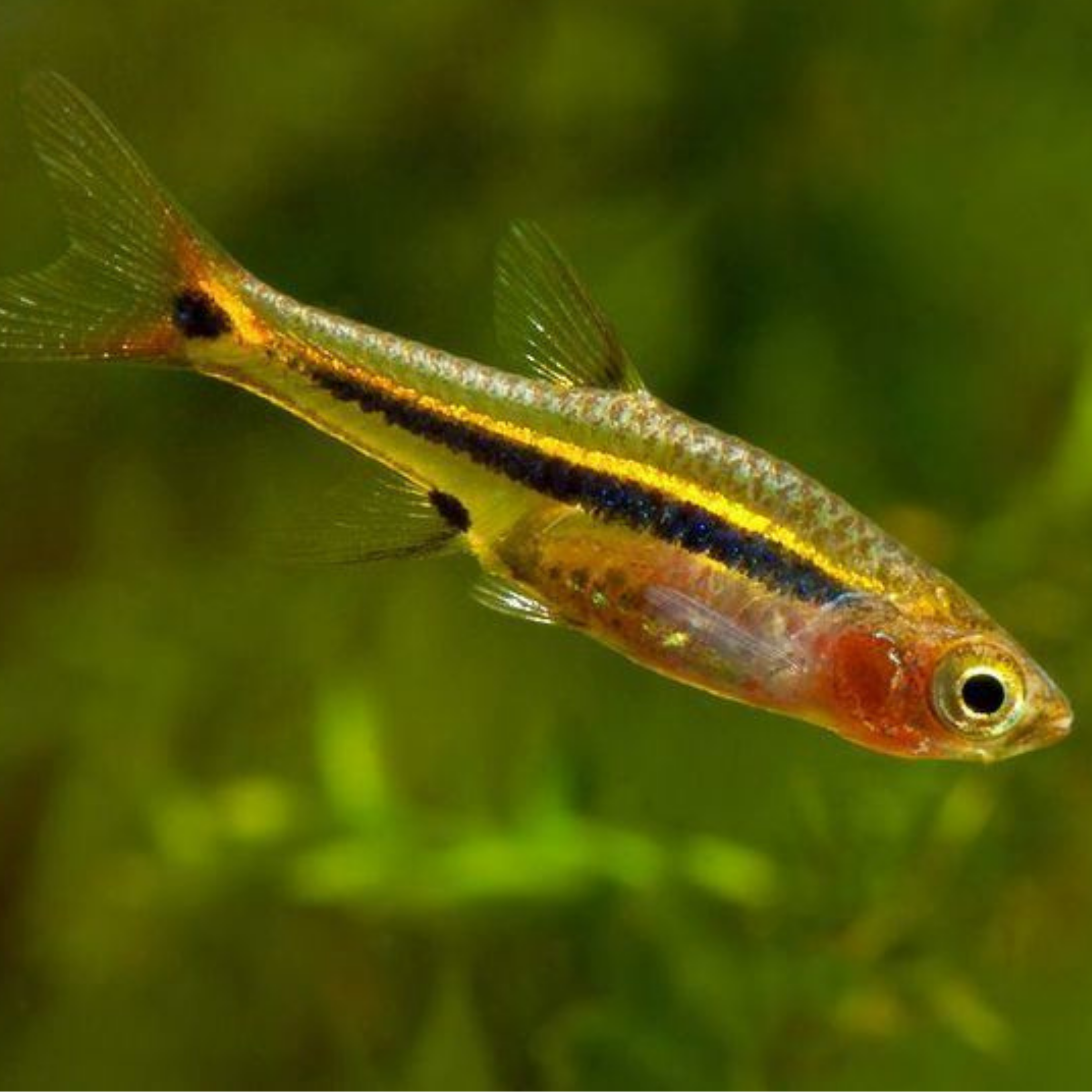 Harlequin Rasbora schooling fish in a freshwater aquarium