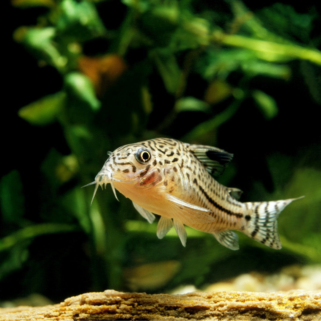 Juli Corydora (Hoplisoma julii)