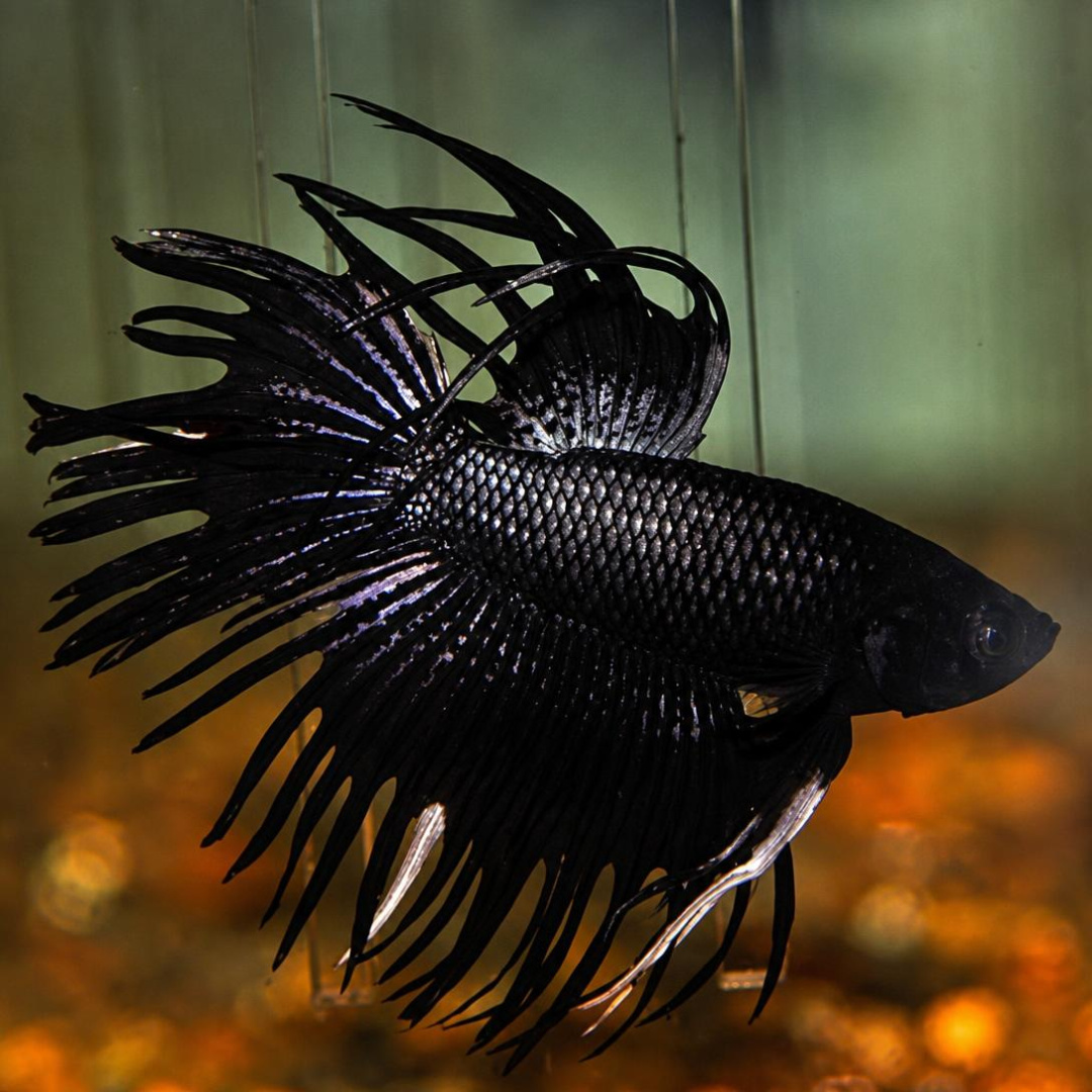 Black Crowntail Betta