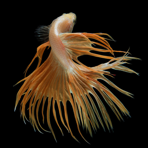 Betta - Crowntail - Assorted