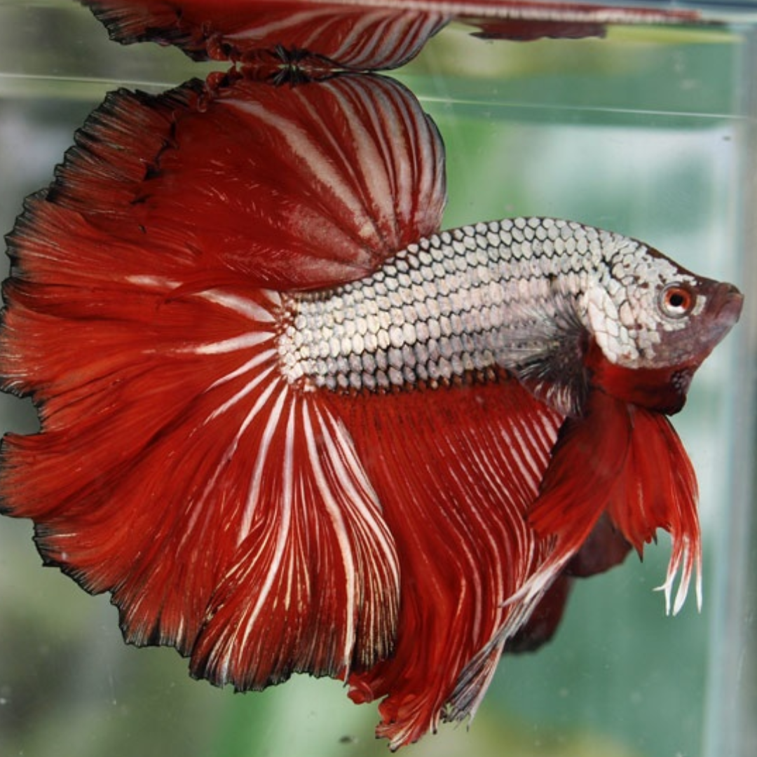 Red Snow Dragon Halfmoon Betta