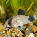 Panda Corydoras (Hoplisoma panda)