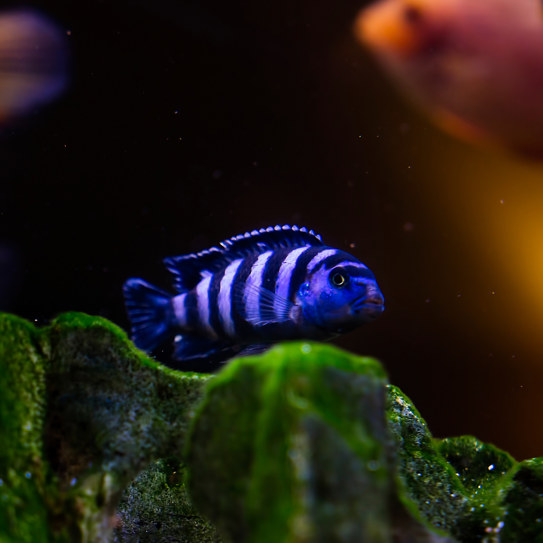 Demasoni Cichlid
