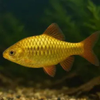 Goldern Barb