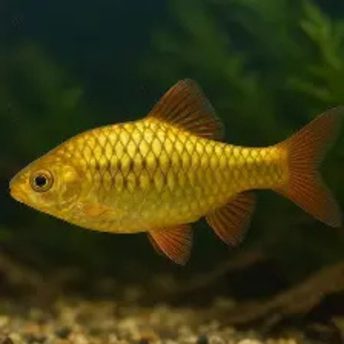 Goldern Barb