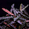 Buchephalandra Catherine Giant
