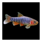 Rasbora Micro Emerald