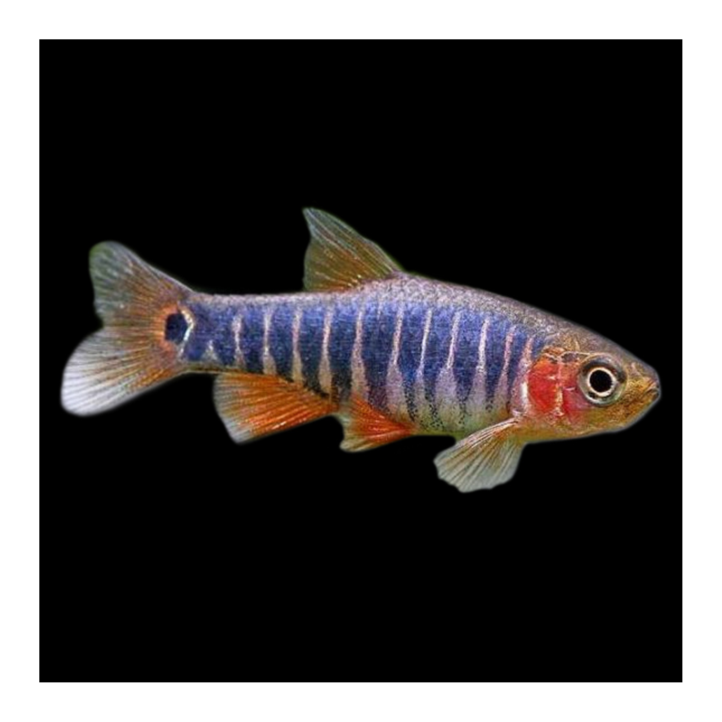 Rasbora Micro Emerald
