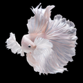 Platinum Dumbo Ear Halfmoon Betta