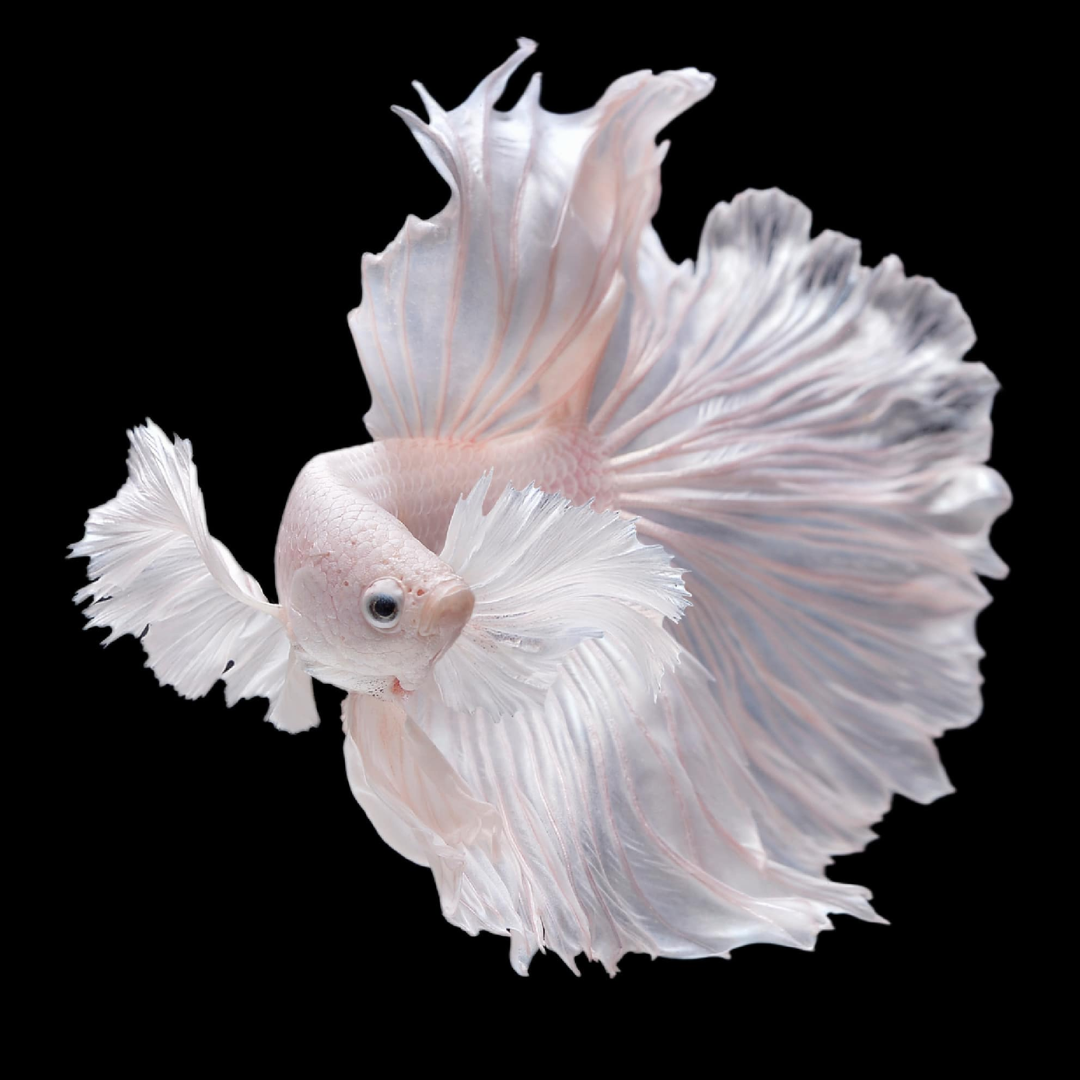 Platinum Dumbo Ear Halfmoon Betta