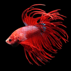 Betta - Crowntail - Assorted