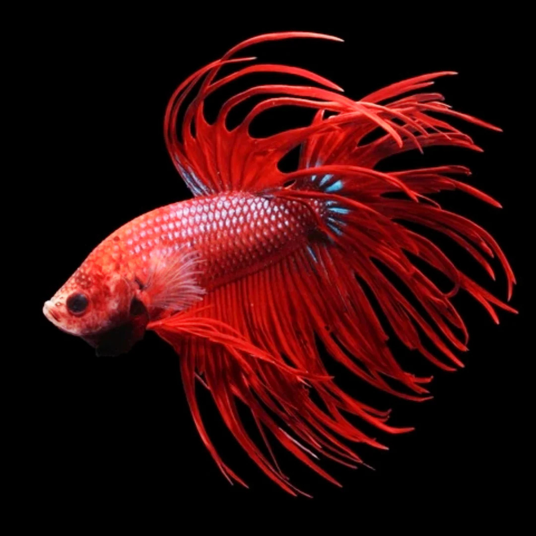 Betta - Crowntail - Assorted