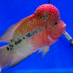Flowerhorn Cichlid - Assorted - alternate view 2