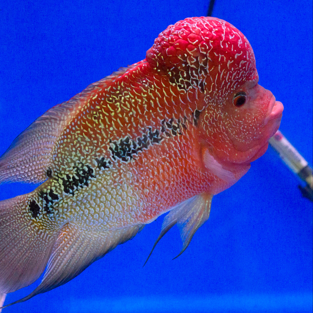 Flowerhorn Cichlid - Assorted - alternate view 2