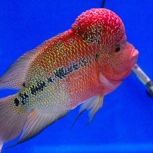 Flowerhorn Cichlid - Assorted - alternate view 2