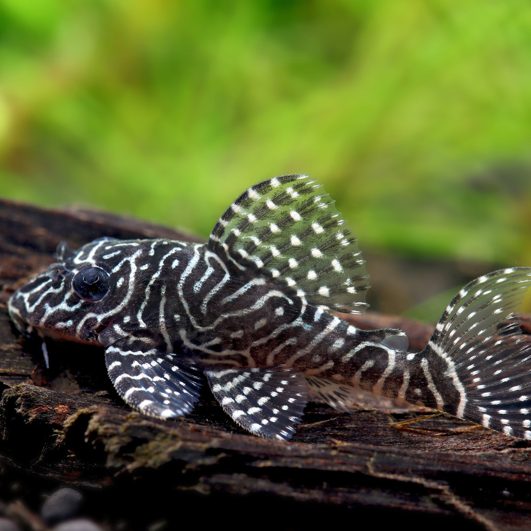 Queens Arabesque L260 Pleco