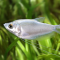 Moonlight Gouramis