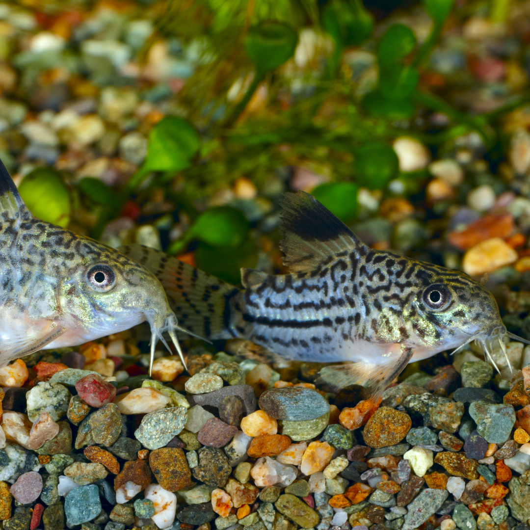 Three-Lined Corydoras catfish, Hoplisoma trilineatum
