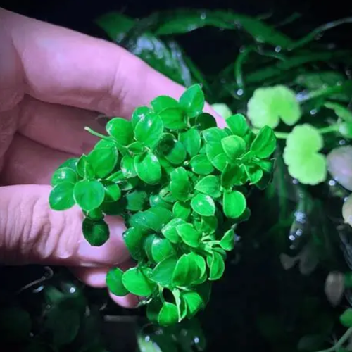 Anubias Bonsai aquarium plant