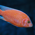 Red Zebra Cichlid
