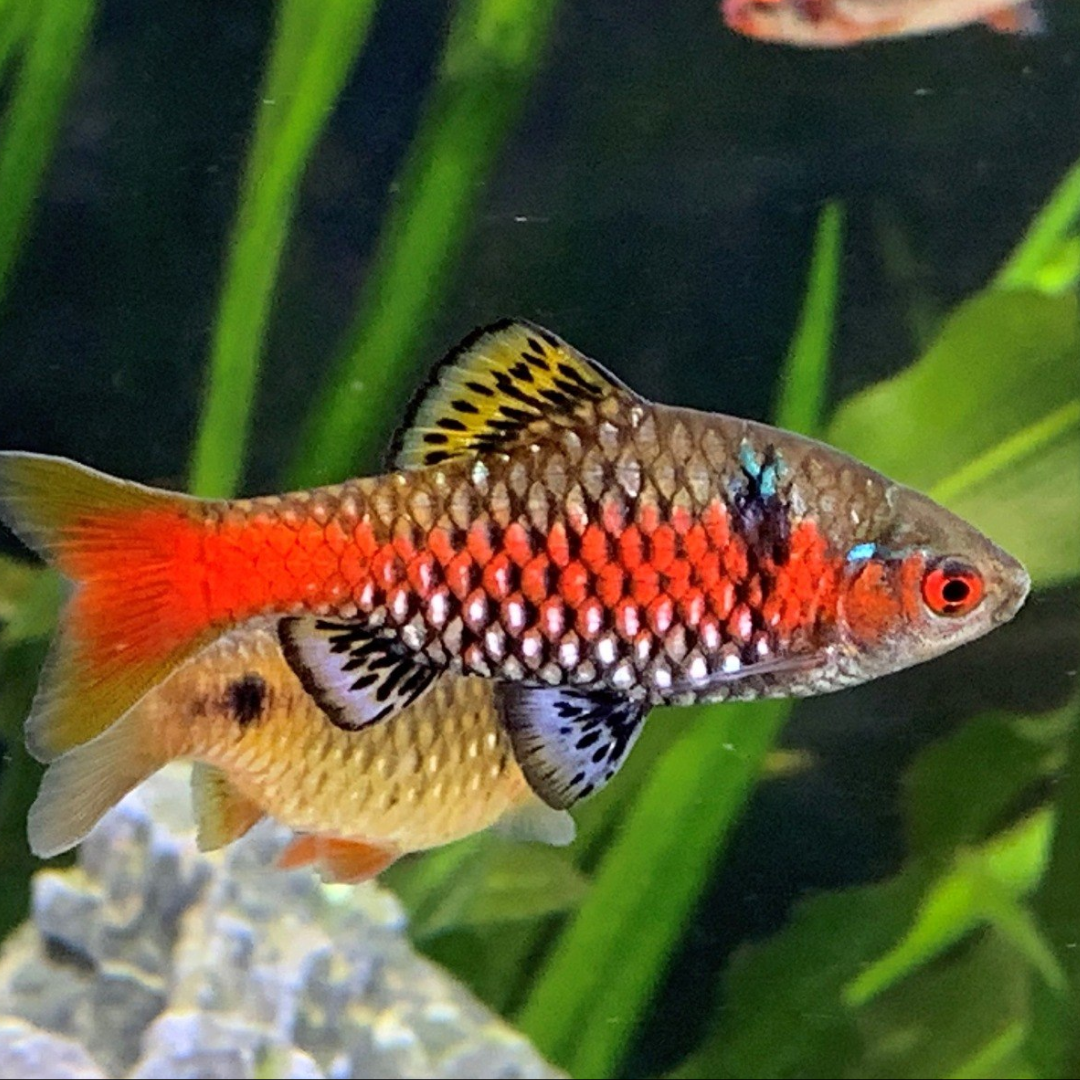 Odessa Barb