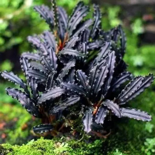 Bucephalandra Godzilla
