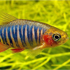 Rasbora Micro Emerald