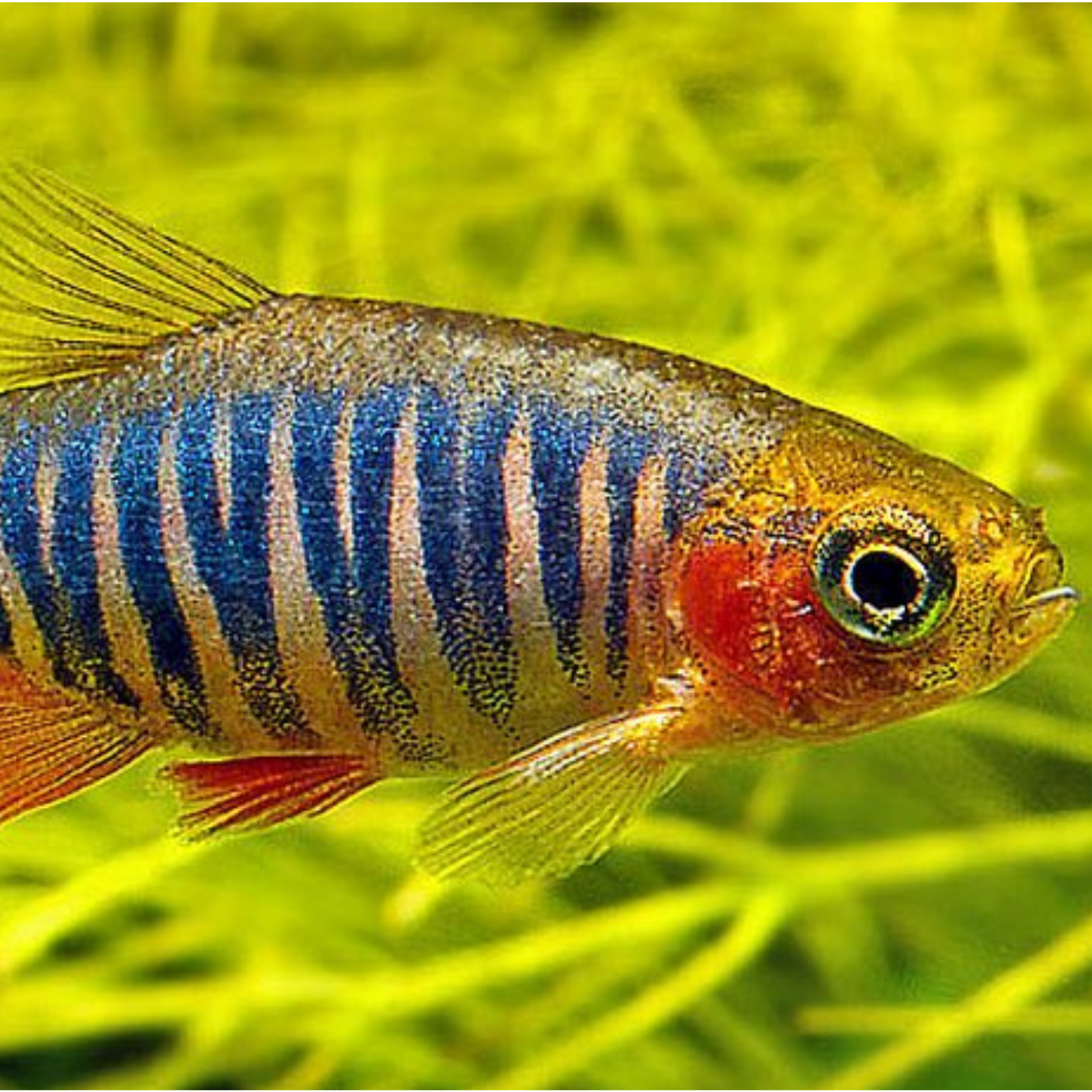 Rasbora Micro Emerald