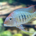 Geophagus Red head Tapajos
