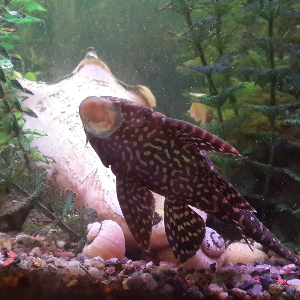 Ancistrus Long-Fin Pleco