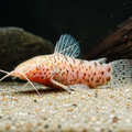 Hoplo Port Albino Catfish