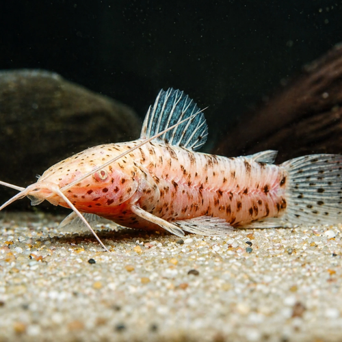 Hoplo Port Albino Catfish