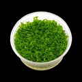 Hemianthus Monte Carlo aquarium plant