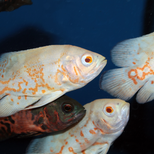 Albino Tiger Oscar - Assorted