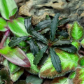 Bucephalandra Godzilla