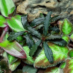 Bucephalandra Godzilla