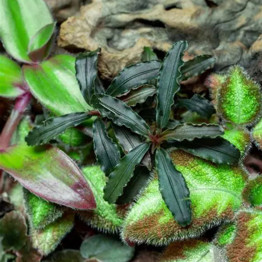 Bucephalandra Godzilla aquarium plant