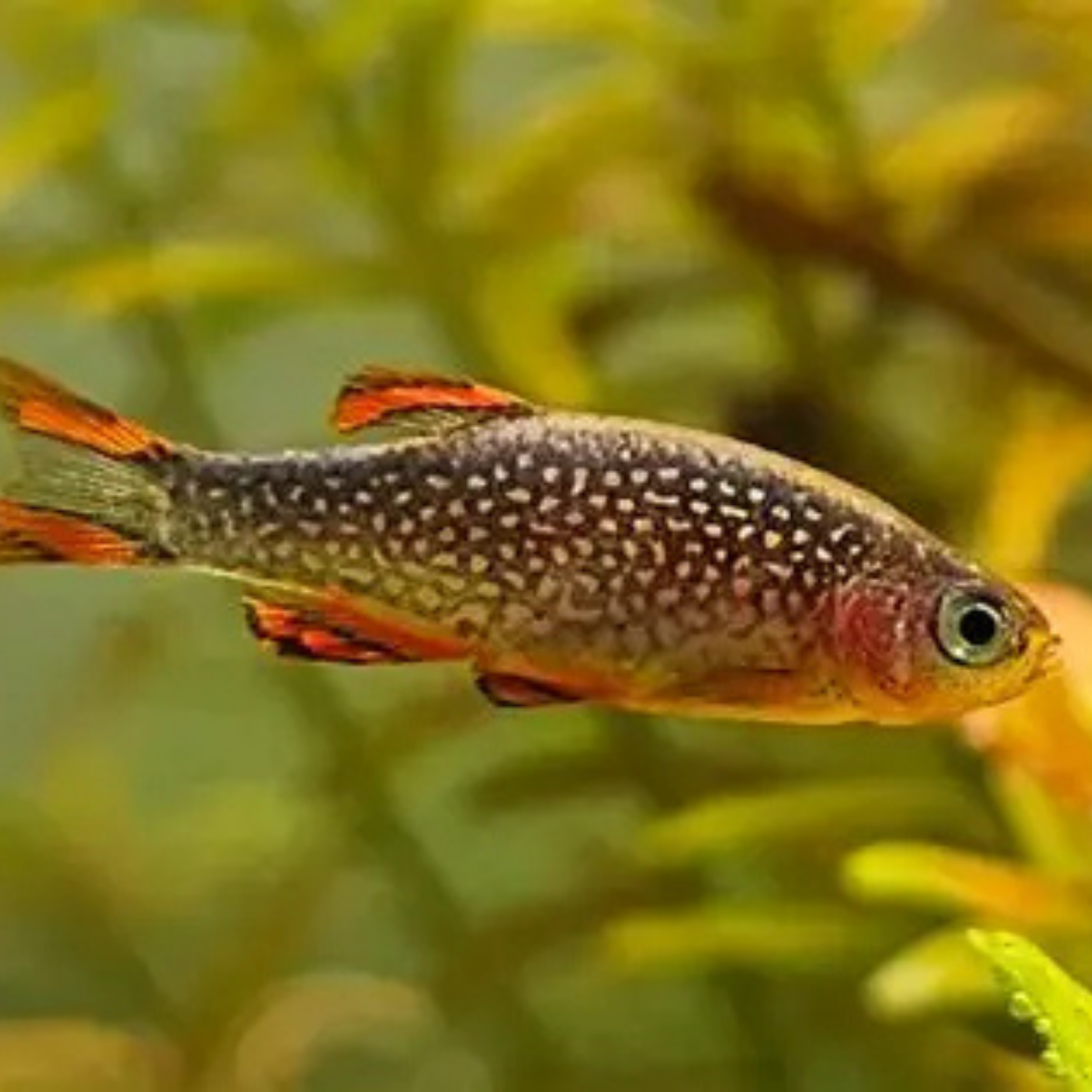 Rasbora - Micro Galaxy
