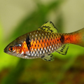 Odessa Barb
