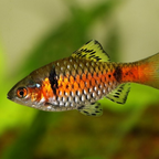 Odessa Barb