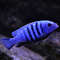 Cobalt Blue Zebra Cichlid