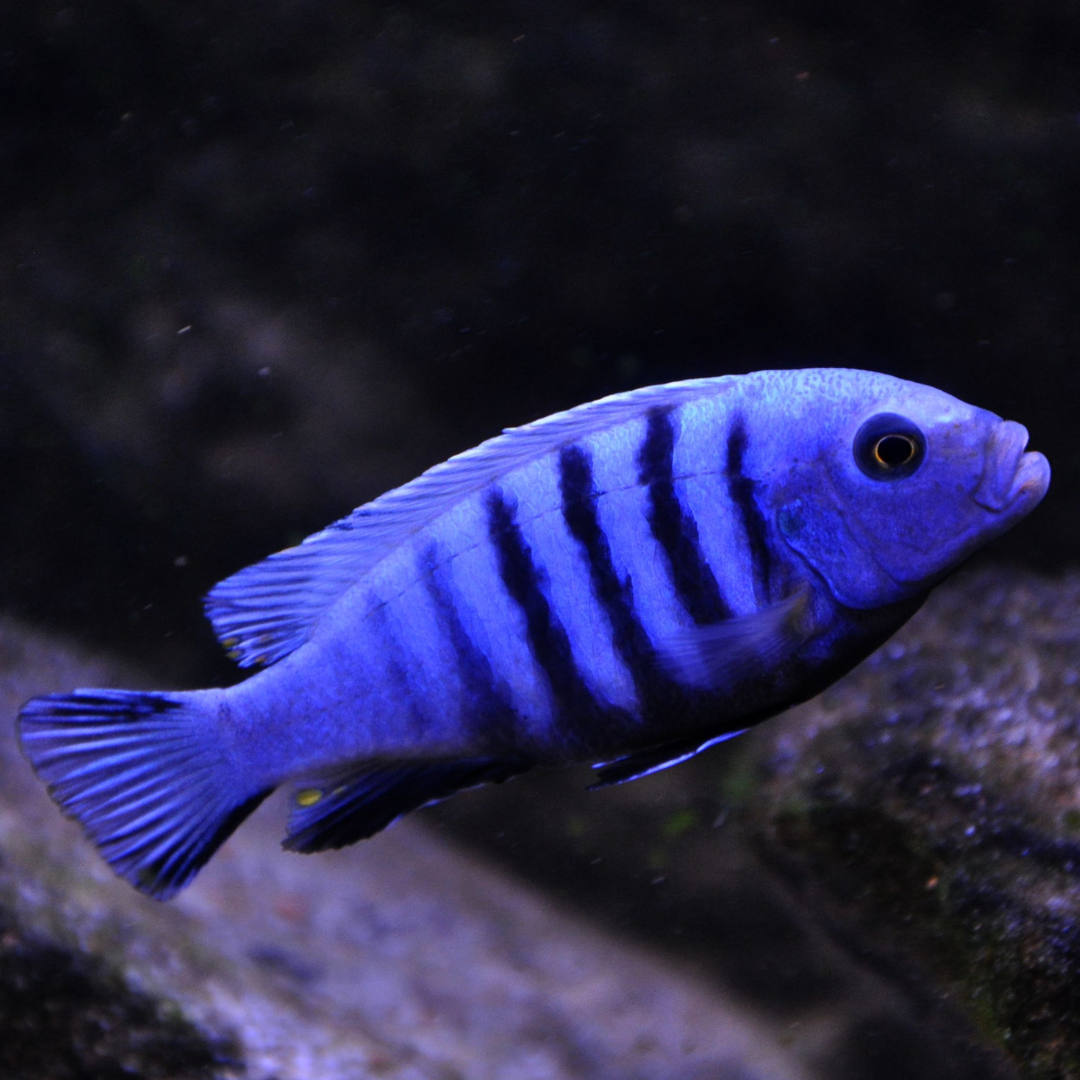 Cobalt Blue Zebra Cichlid