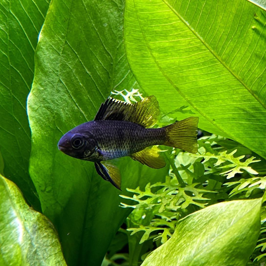 Black Ram Cichlid
